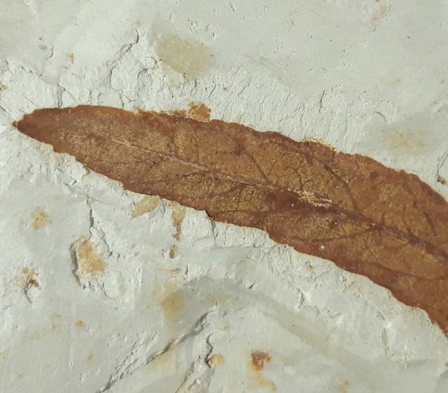 Myrica lignitum (UNGER 1847) & Daphnogene polymorpha ETTINGSHAUSEN 1851 - Bild © FossNet FossilienStore